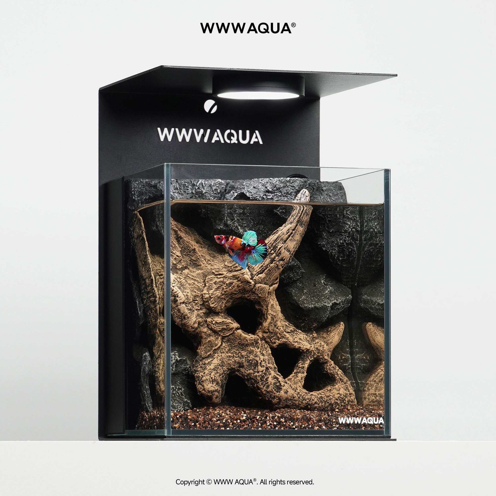 WWWAQUA|Petal Fossil