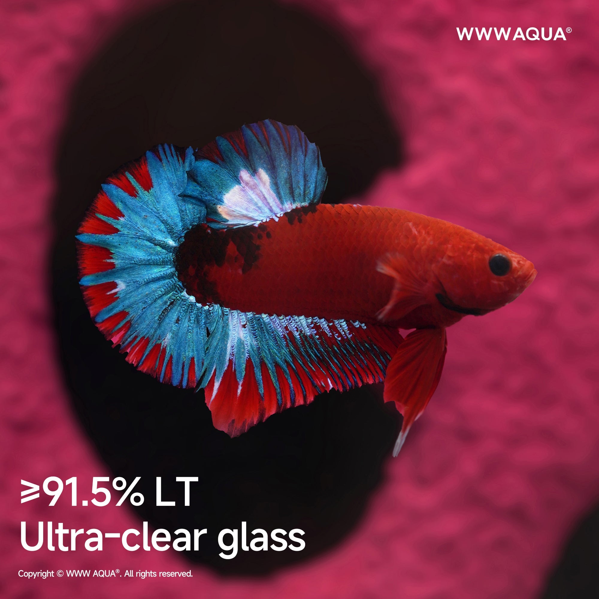 WWWAQUA|Bonbobo | Artistic Mini Aquarium | WWWAQUA