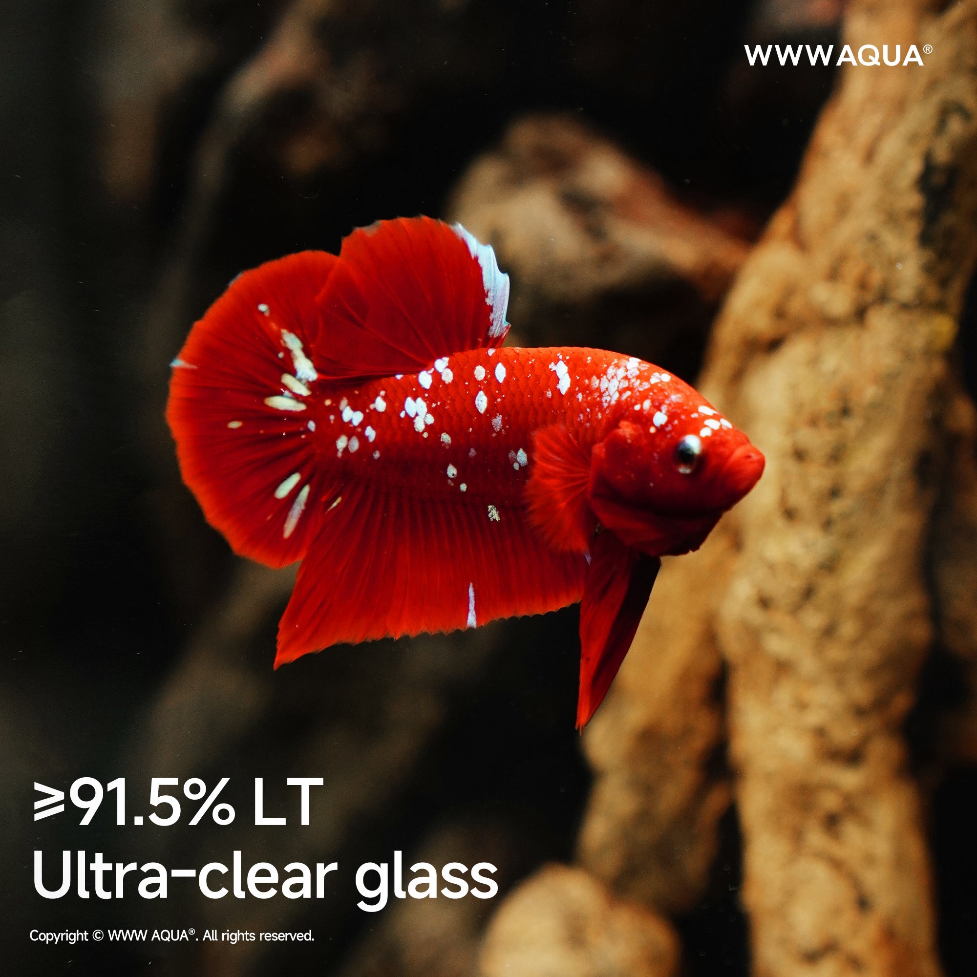 WWWAQUA|Echo of the Ancients | Artistic Mini Aquarium | WWWAQUA