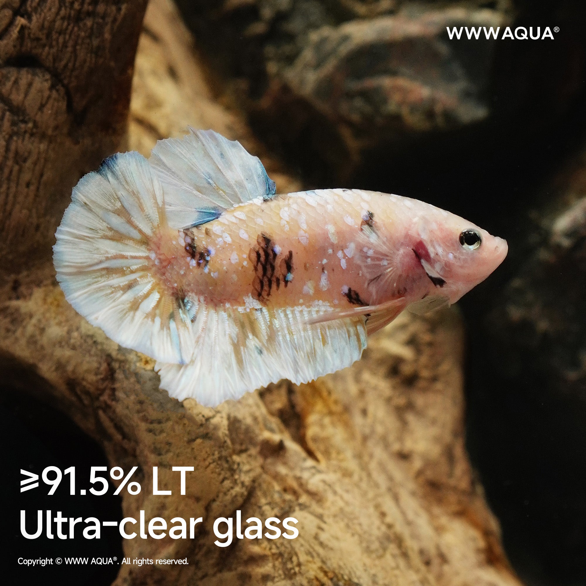 WWWAQUA|Petal Fossil | Artistic Mini Aquarium | WWWAQUA