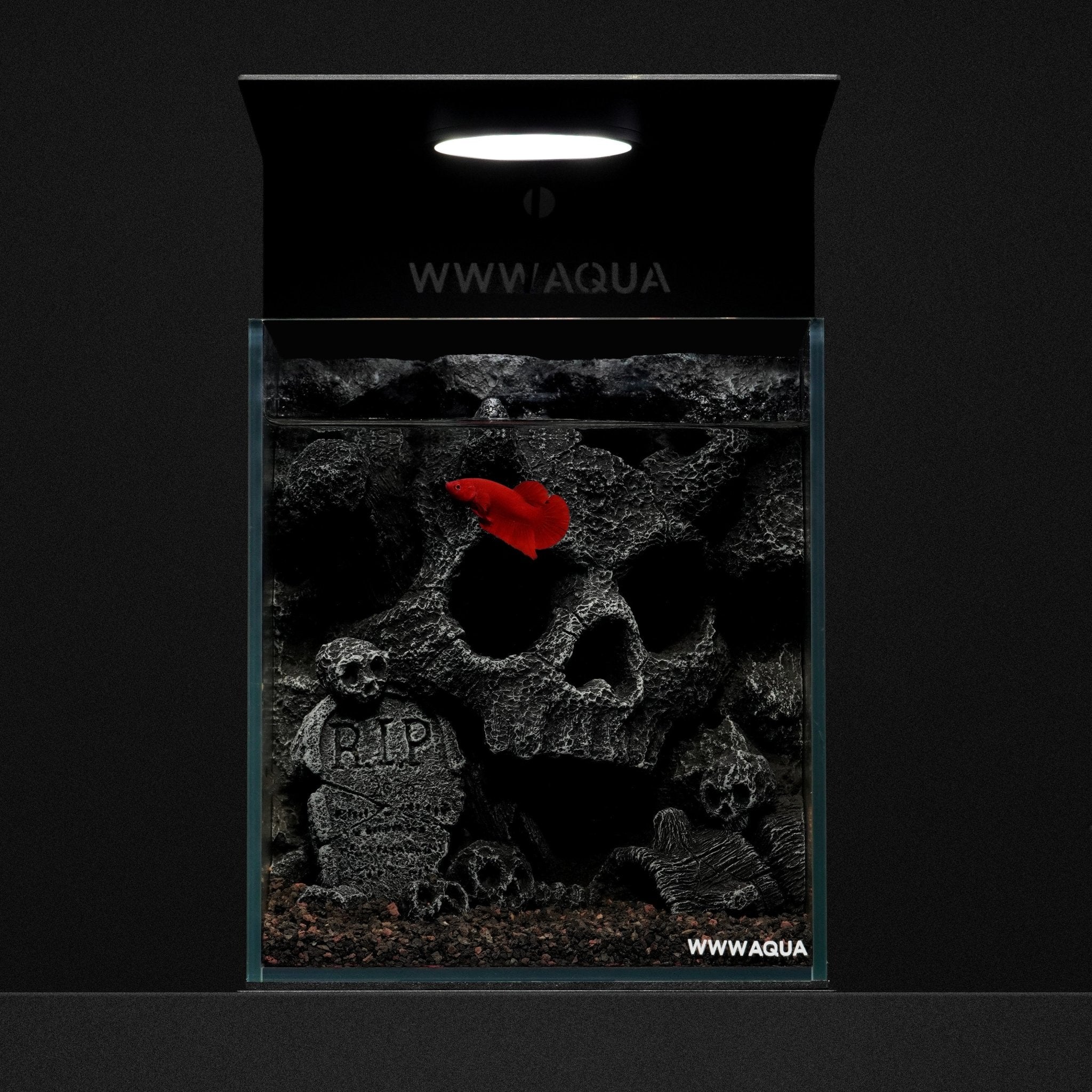 WWWAQUA|Skull Hollow | Artistic Mini Aquarium | WWWAQUA