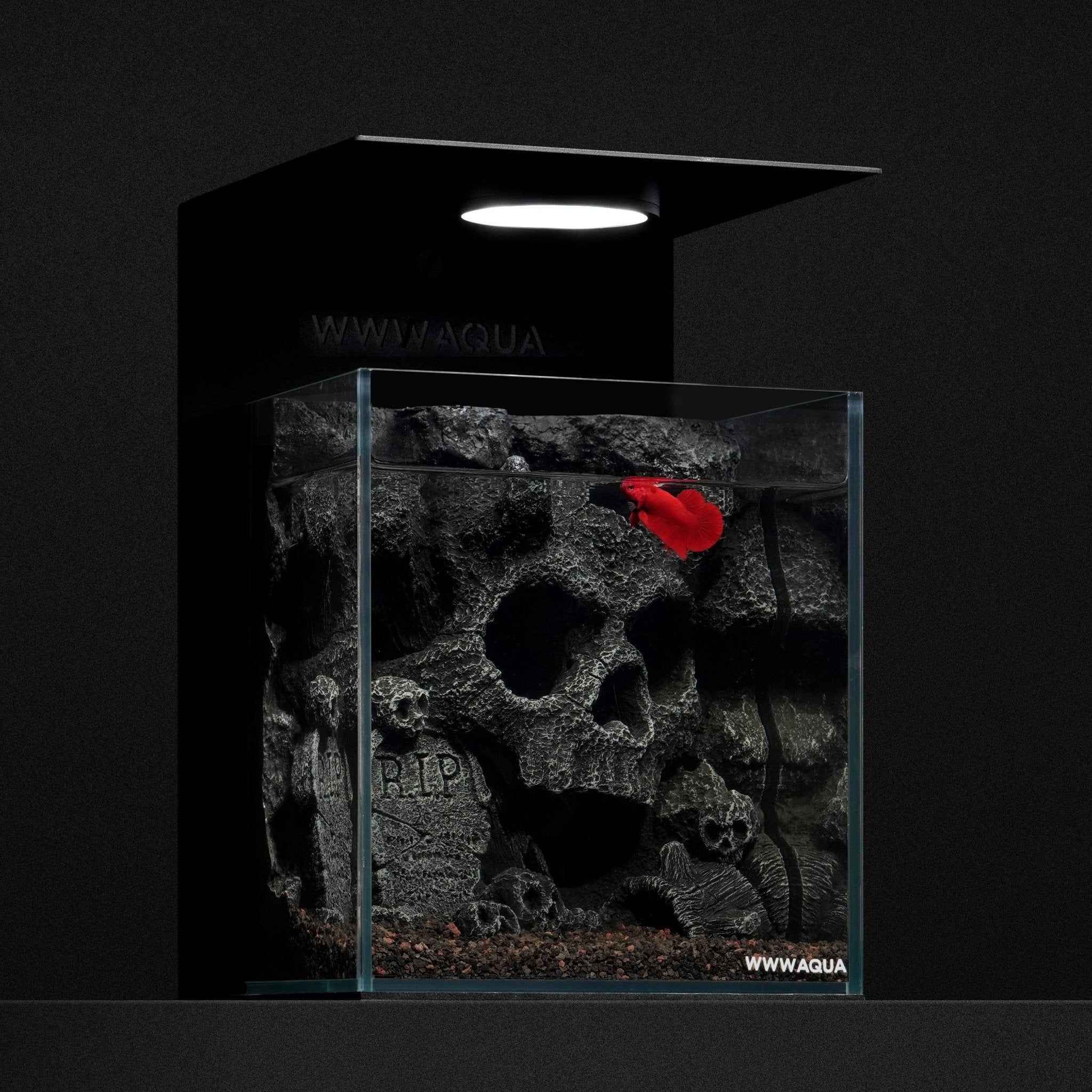 WWWAQUA|Skull Hollow | Artistic Mini Aquarium | WWWAQUA