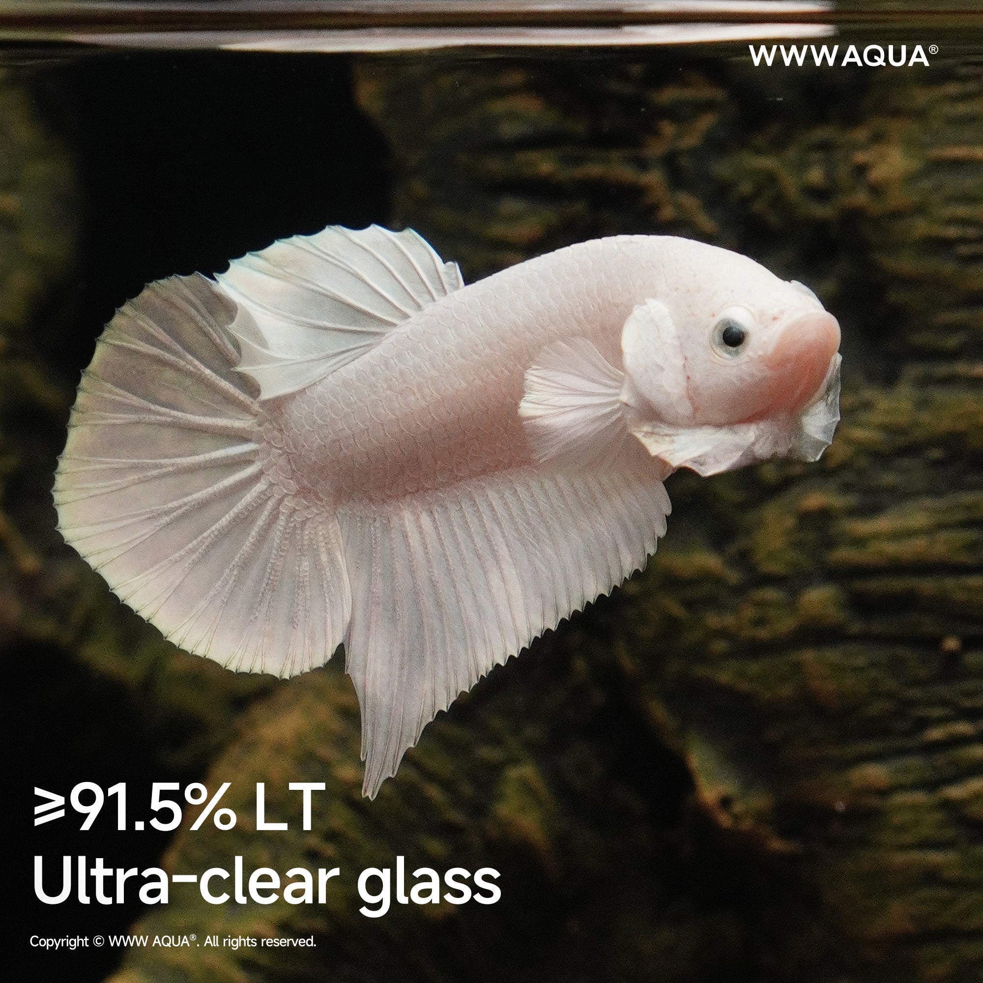 WWWAQUA|Veins of the Grove | Artistic Mini Aquarium | WWWAQUA