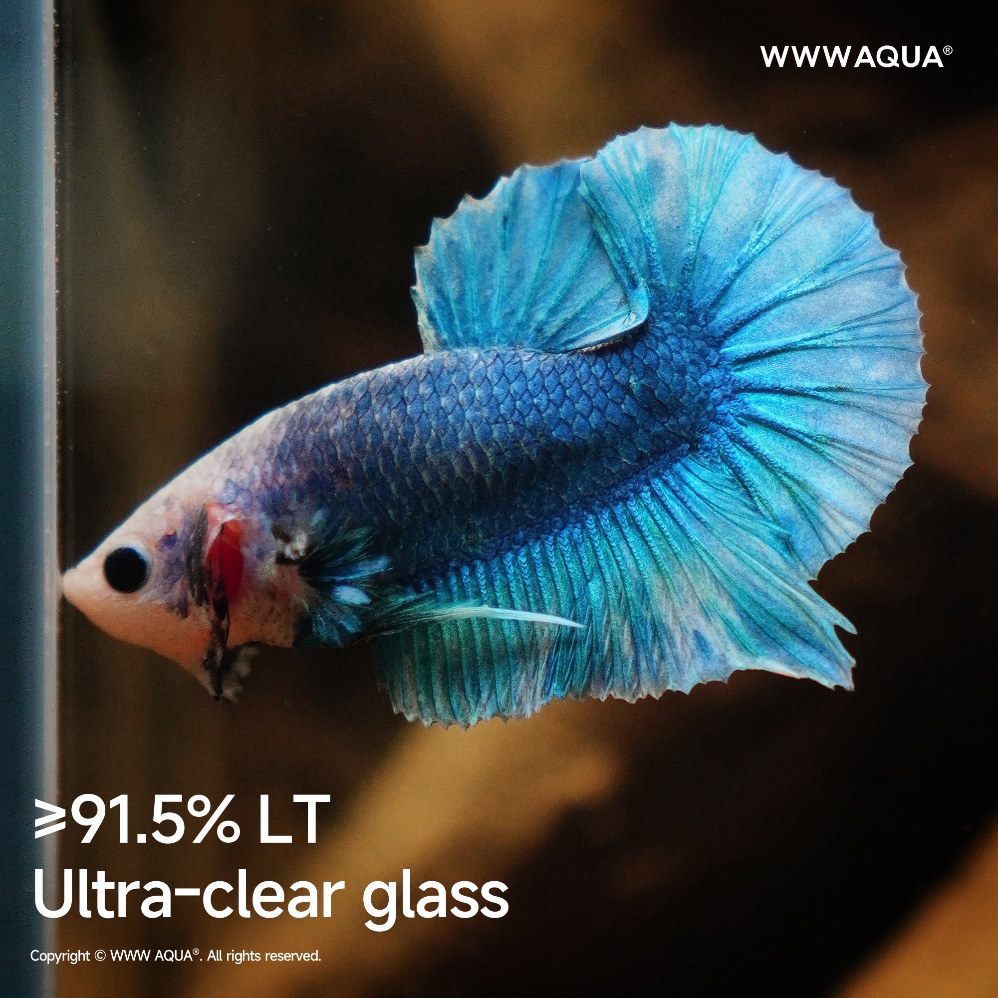 WWWAQUA|Whispers of Hollowroot | Artistic Mini Aquarium | WWWAQUA