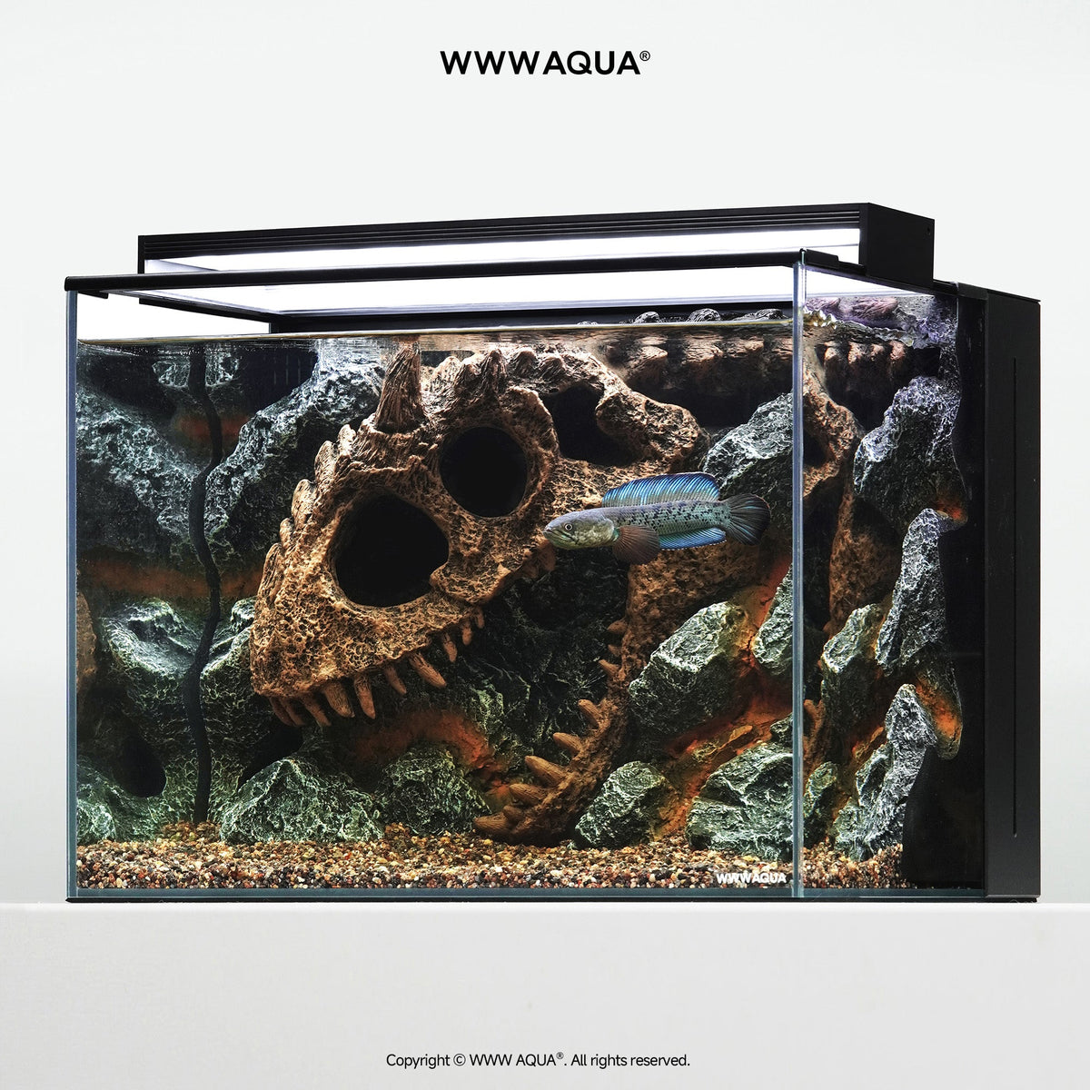 WWWAQUA | Large Channa Tank | Artistic Mini Aquarium | WWWAQUA