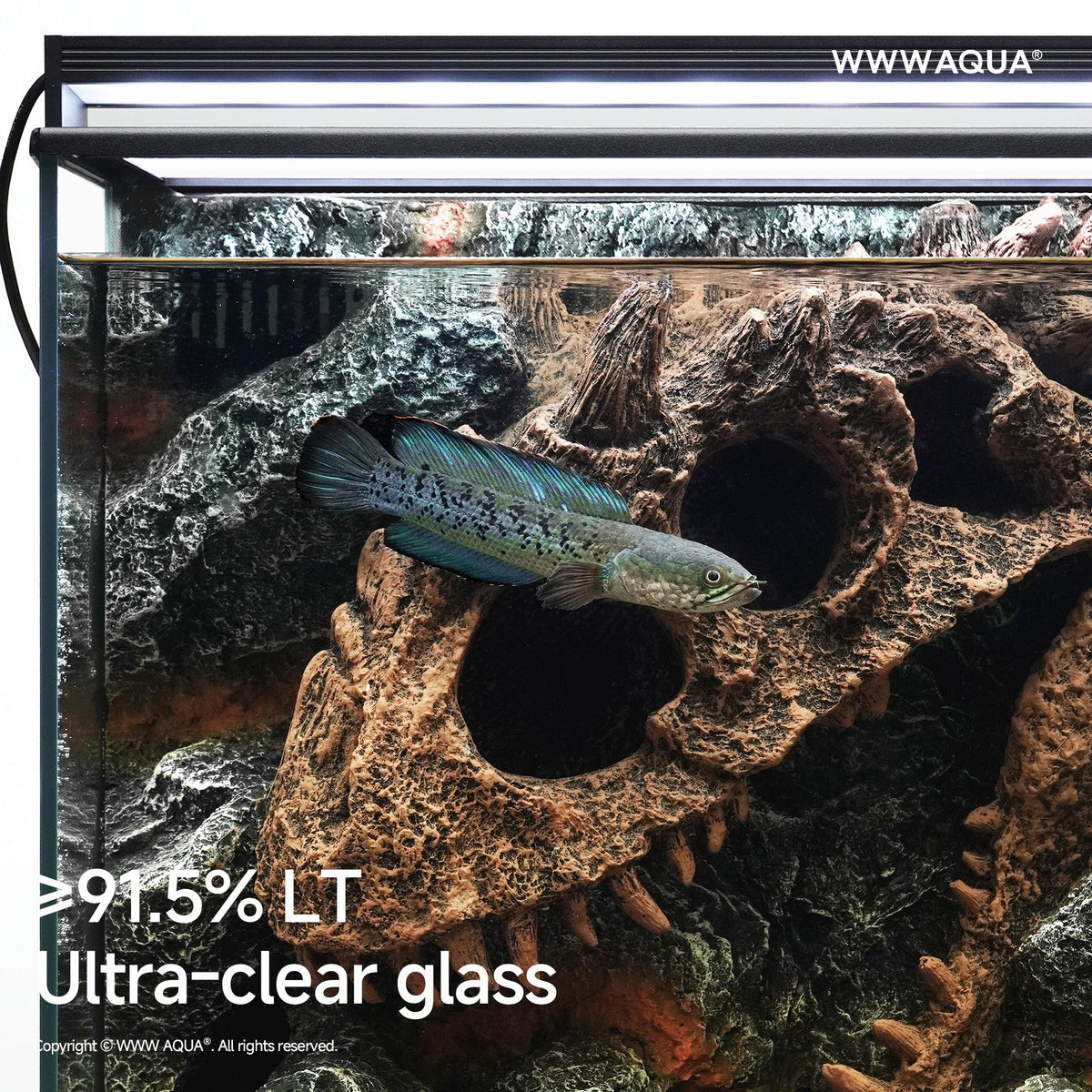 WWWAQUA | Large Channa Tank | Artistic Mini Aquarium | WWWAQUA