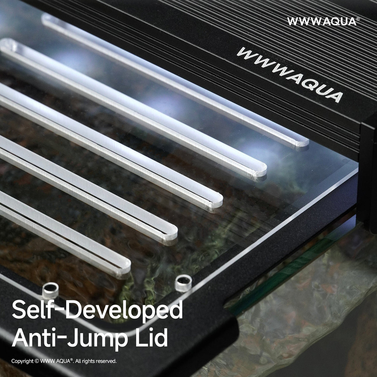 WWWAQUA | Large Channa Tank | Artistic Mini Aquarium | WWWAQUA