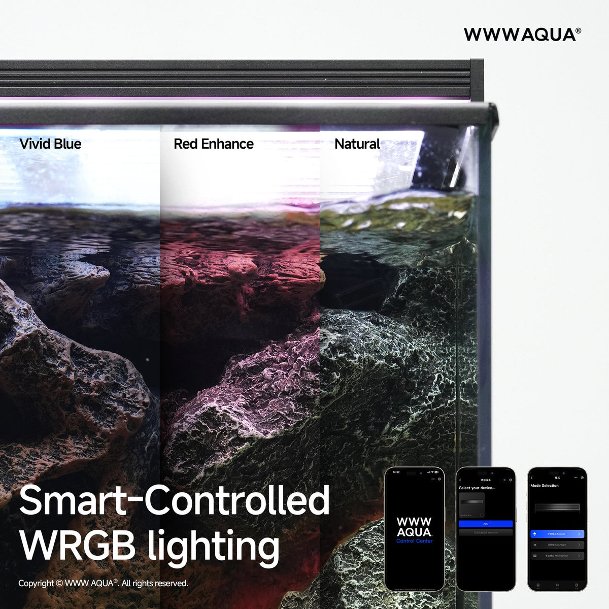 WWWAQUA | Large Channa Tank | Artistic Mini Aquarium | WWWAQUA