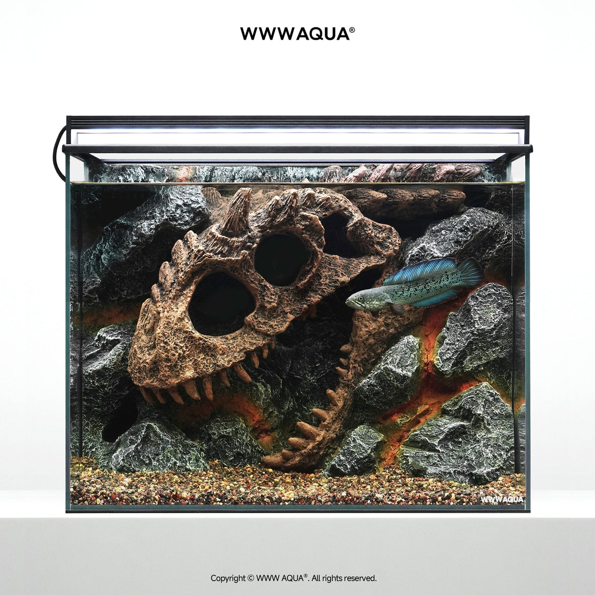 WWWAQUA | Large Channa Tank | Artistic Mini Aquarium | WWWAQUA