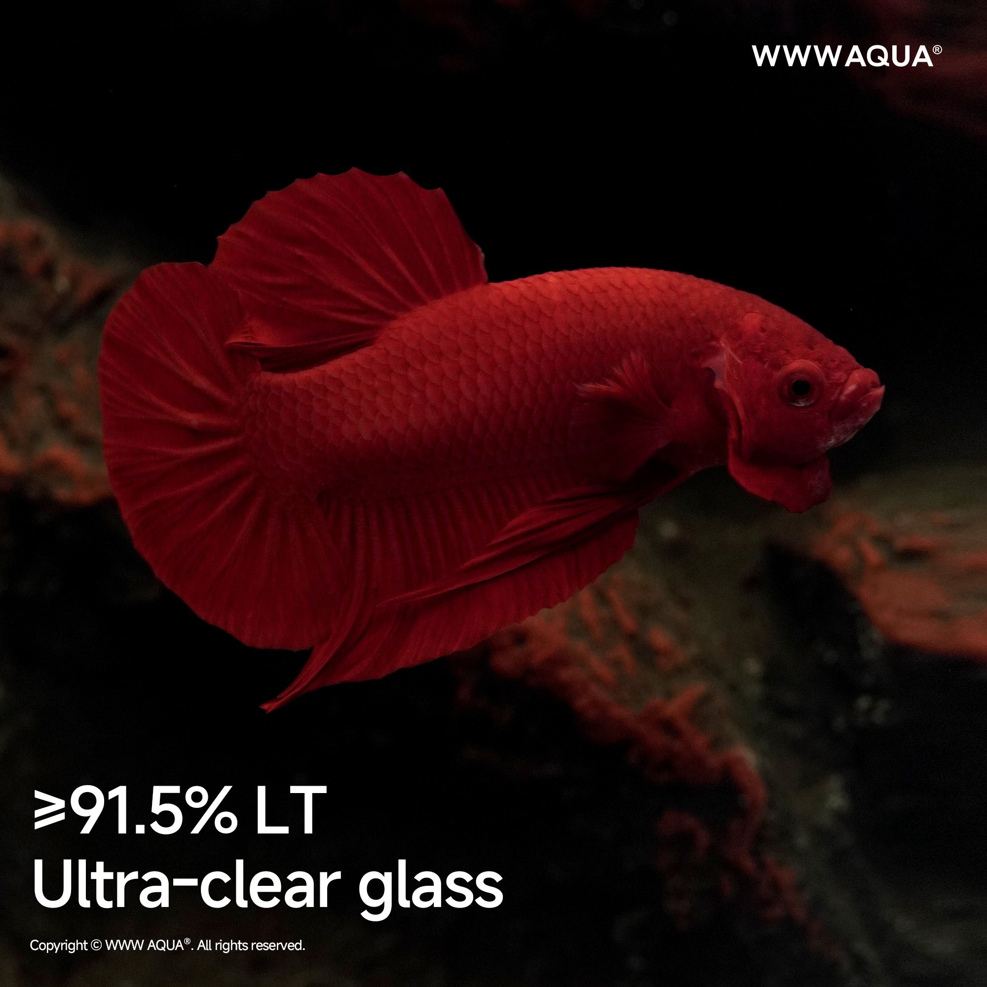 WWWAQUA｜Ashfall Silence | Artistic Mini Aquarium | WWWAQUA