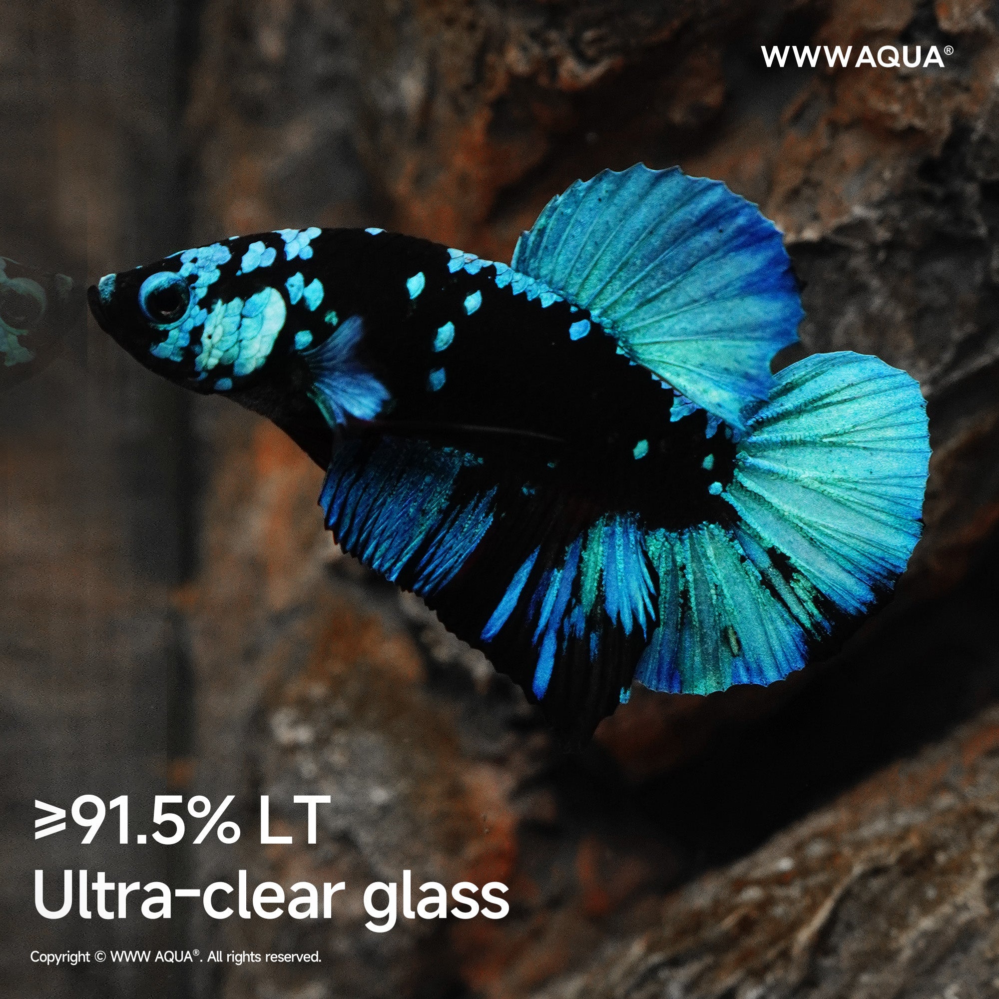 WWWAQUA｜Ashfall Silence | Artistic Mini Aquarium | WWWAQUA