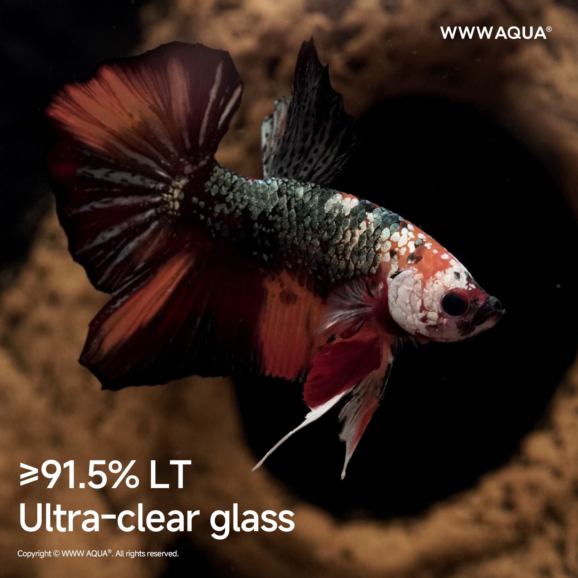 WWWAQUA｜Echo of the Ancients | Artistic Mini Aquarium | WWWAQUA