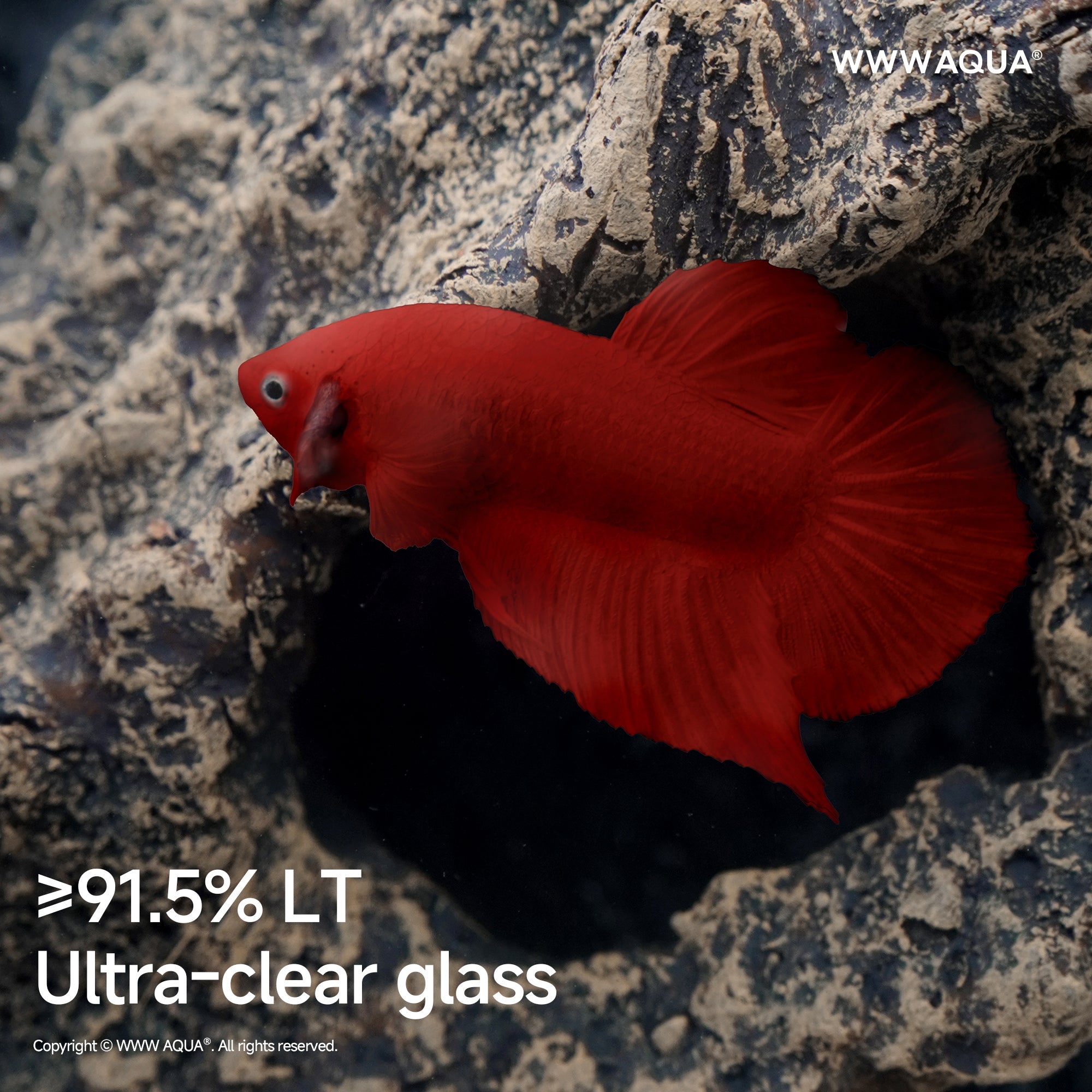 WWWAQUA｜Guardian Fossil | Artistic Mini Aquarium | WWWAQUA