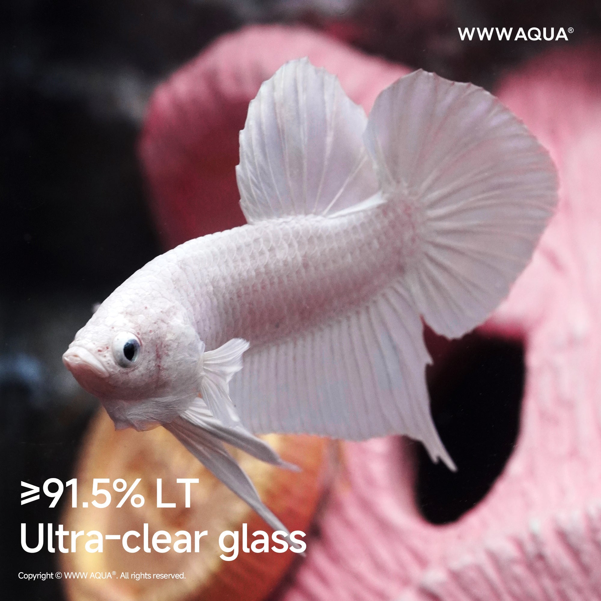 WWWAQUA｜Lucky Piglet | Artistic Mini Aquarium | WWWAQUA