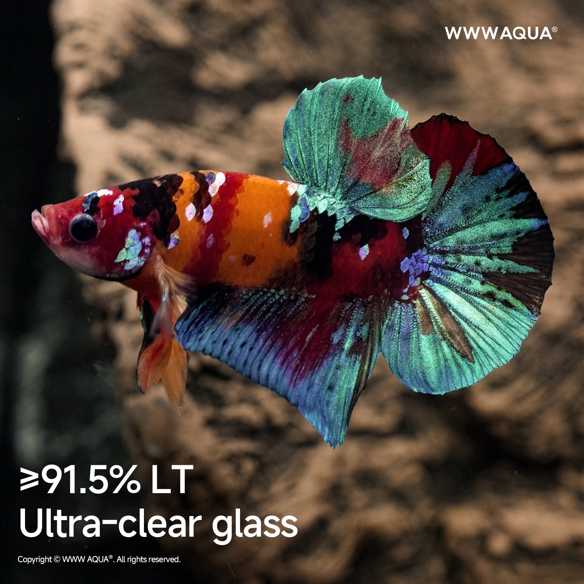 WWWAQUA｜Petal Fossil | Artistic Mini Aquarium | WWWAQUA