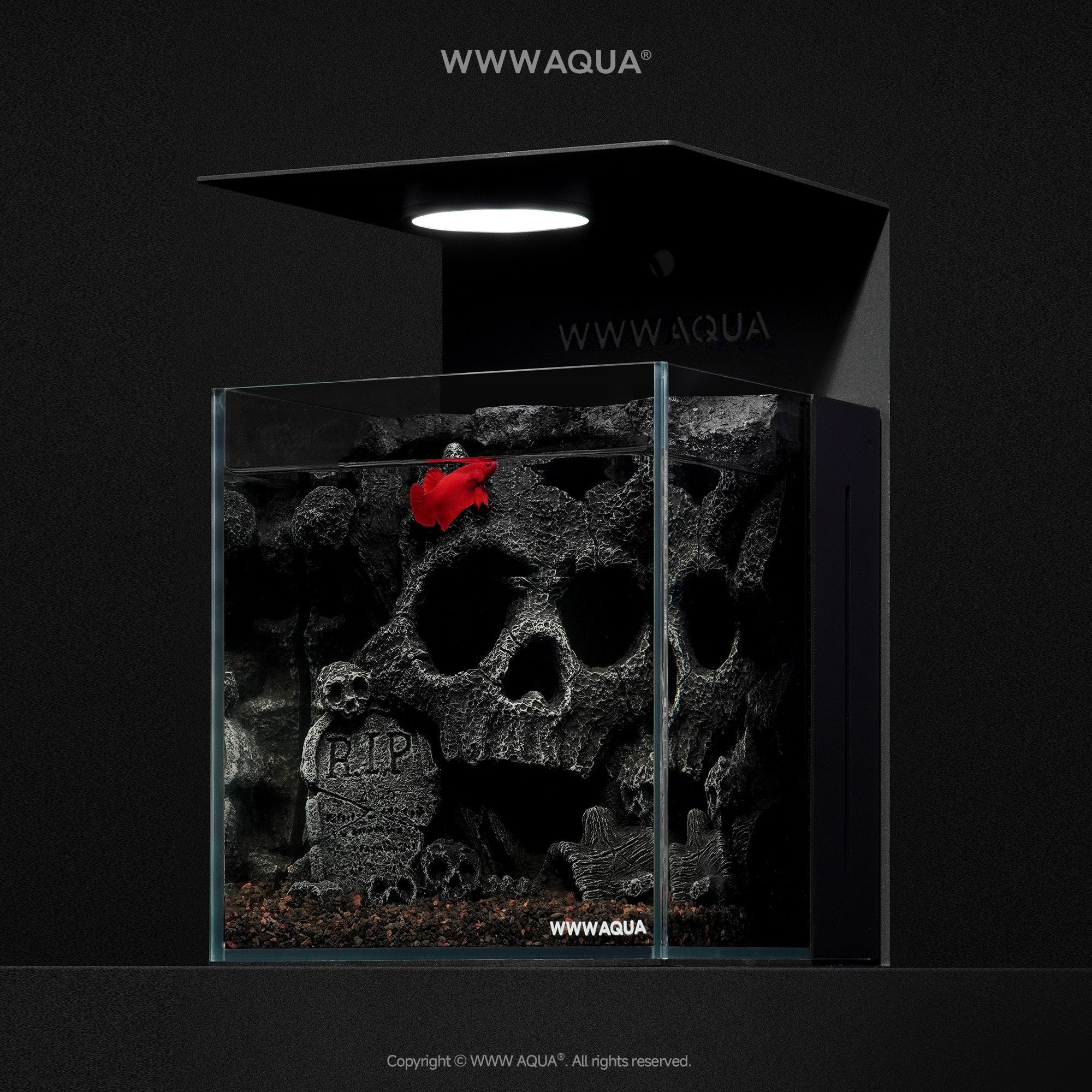 WWWAQUA｜Skull Hollow | Artistic Mini Aquarium | WWWAQUA