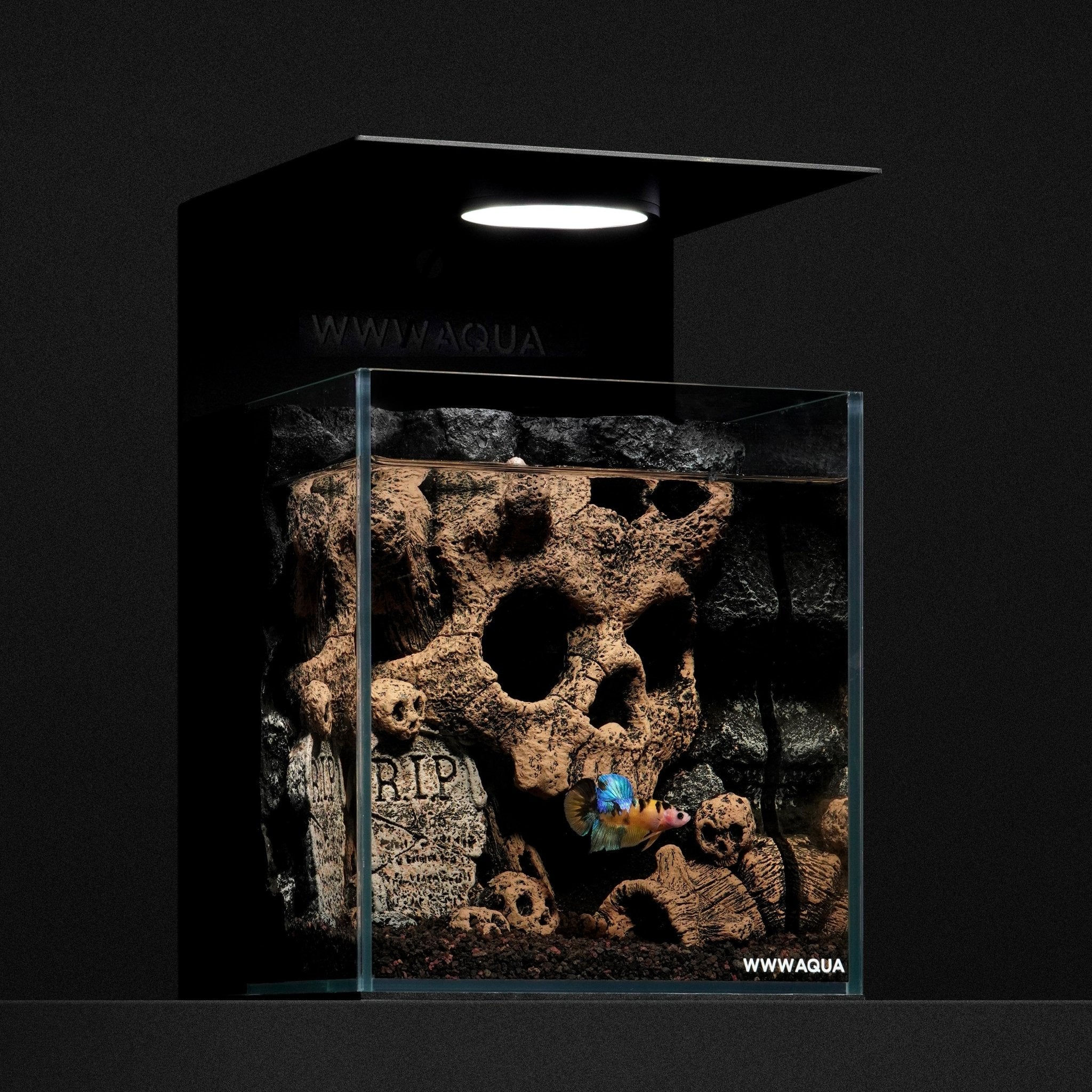 WWWAQUA｜Skull Hollow | Artistic Mini Aquarium | WWWAQUA