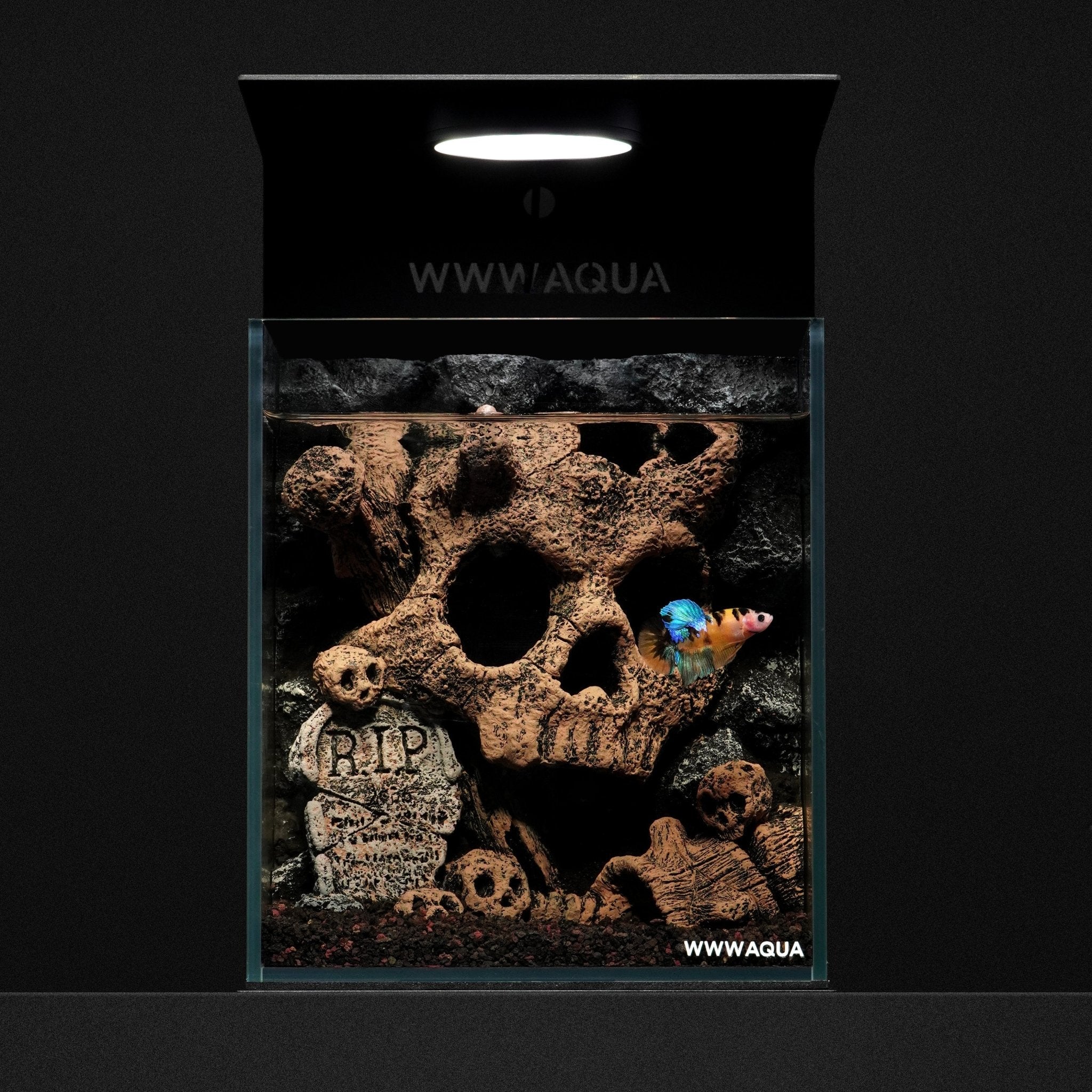 WWWAQUA｜Skull Hollow | Artistic Mini Aquarium | WWWAQUA